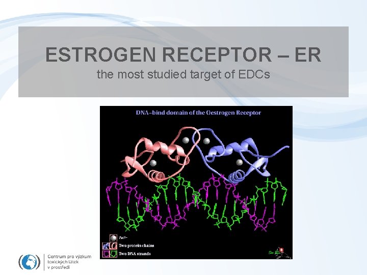 ESTROGEN RECEPTOR – ER the most studied target of EDCs 