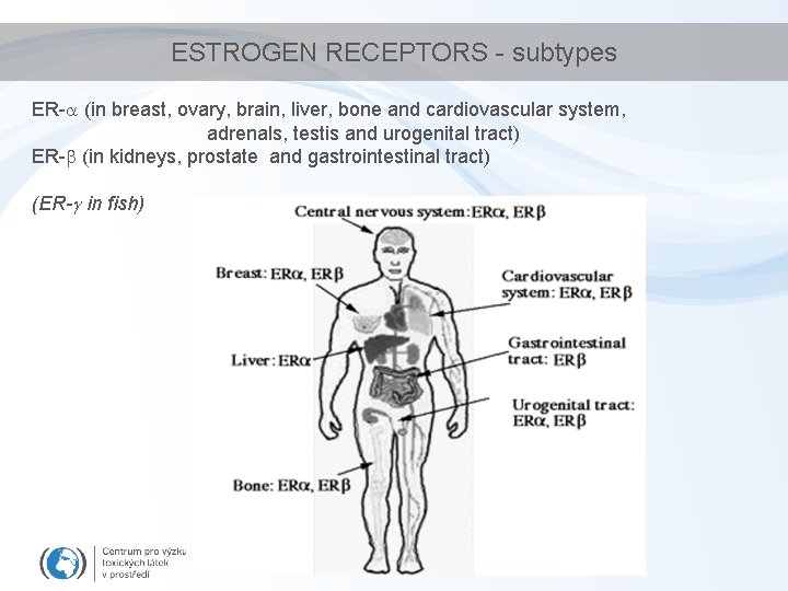ESTROGEN RECEPTORS - subtypes ER- (in breast, ovary, brain, liver, bone and cardiovascular system,