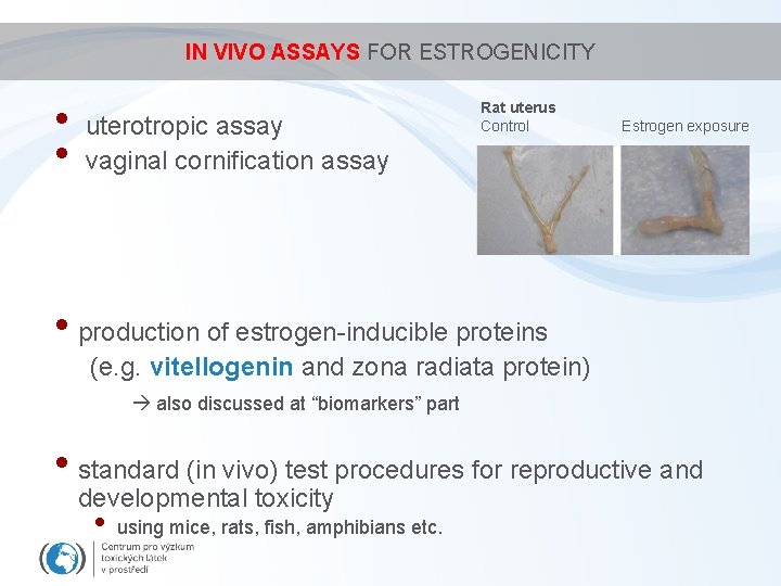 IN VIVO ASSAYS FOR ESTROGENICITY • • uterotropic assay vaginal cornification assay Rat uterus