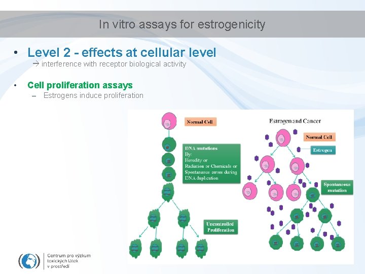 In vitro assays for estrogenicity • Level 2 - effects at cellular level interference