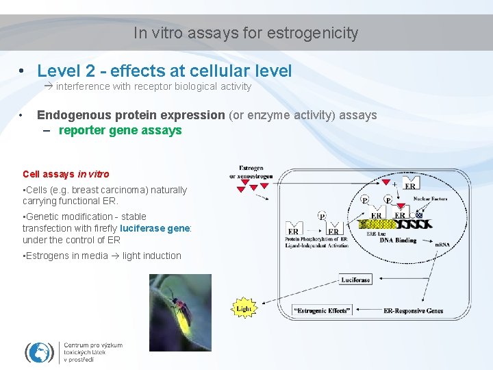 In vitro assays for estrogenicity • Level 2 - effects at cellular level interference