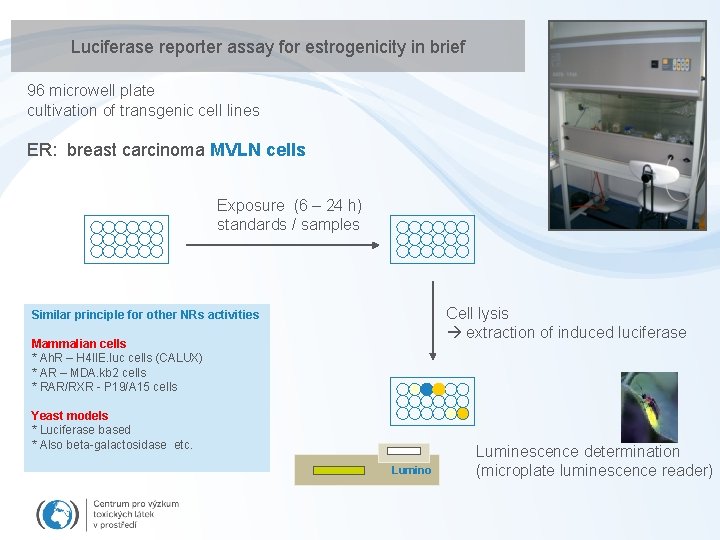 Luciferase reporter assay for estrogenicity in brief 96 microwell plate cultivation of transgenic cell