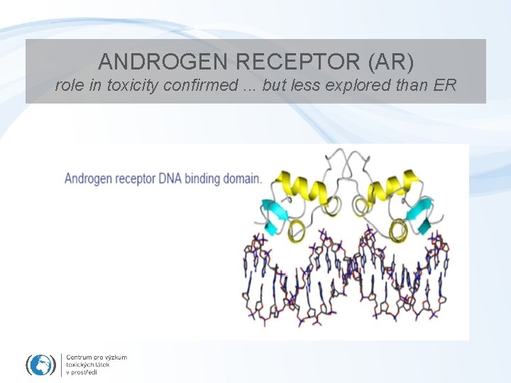 ANDROGEN RECEPTOR (AR) role in toxicity confirmed. . . but less explored than ER