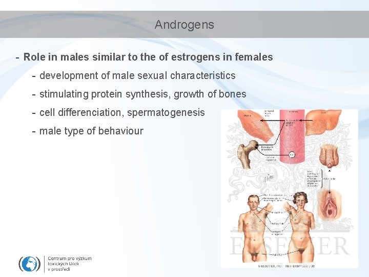 Androgens - Role in males similar to the of estrogens in females - development