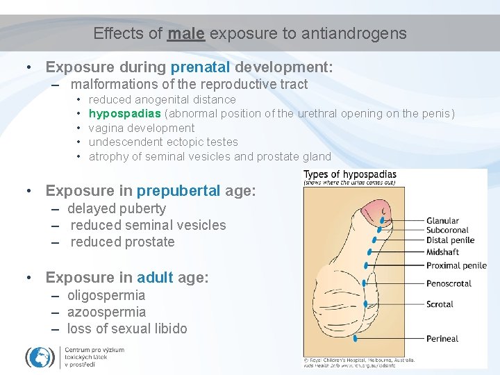 Effects of male exposure to antiandrogens • Exposure during prenatal development: – malformations of