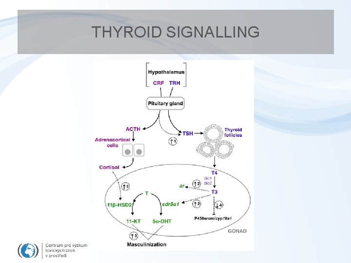 THYROID SIGNALLING 