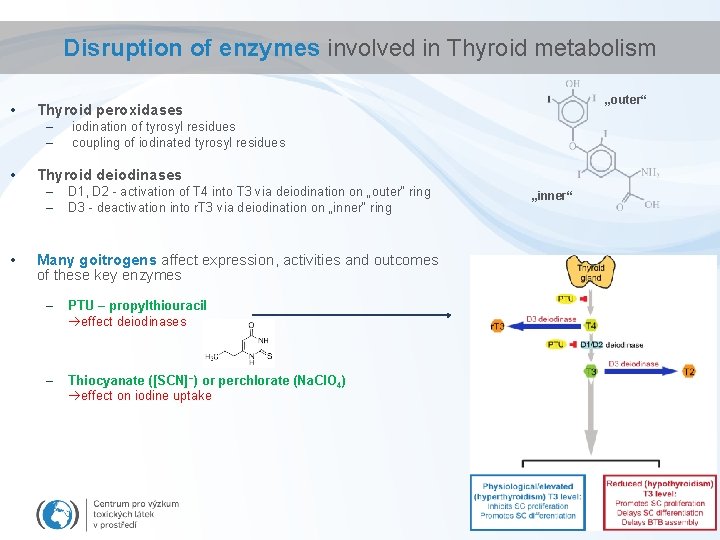 Disruption of enzymes involved in Thyroid metabolism • – – • iodination of tyrosyl