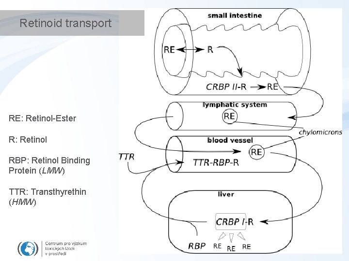 Retinoid transport RE: Retinol-Ester R: Retinol RBP: Retinol Binding Protein (LMW) TTR: Transthyrethin (HMW)