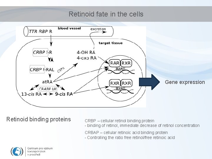 Retinoid fate in the cells Gene expression Retinoid binding proteins CRBP – cellular retinol