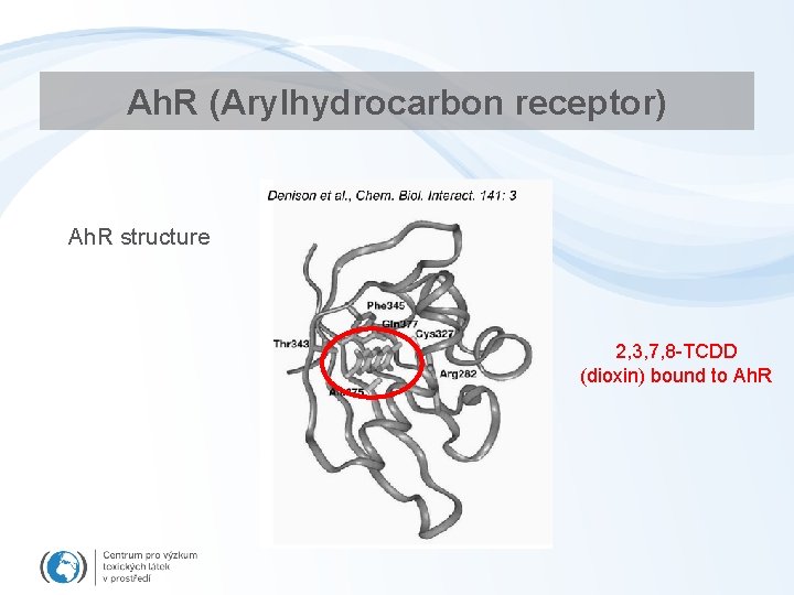 Ah. R (Arylhydrocarbon receptor) Ah. R structure 2, 3, 7, 8 -TCDD (dioxin) bound