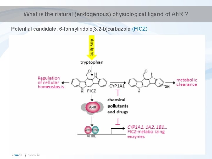 What is the natural (endogenous) physiological ligand of Ah. R ? Potential candidate: 6