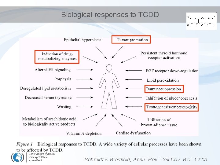 Biological responses to TCDD Schmidt & Bradfield, Annu. Rev. Cell Dev. Biol. 12: 55