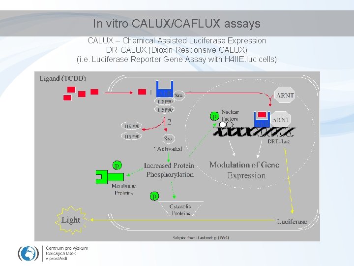 In vitro CALUX/CAFLUX assays CALUX – Chemical Assisted Luciferase Expression DR-CALUX (Dioxin Responsive CALUX)