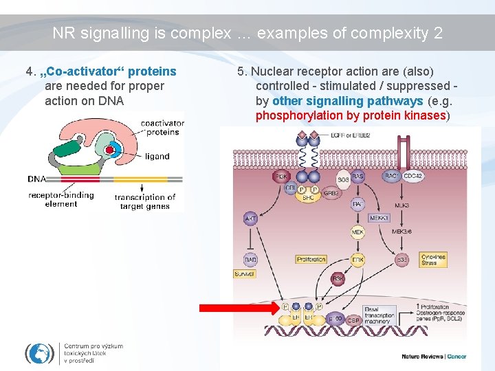 NR signalling is complex … examples of complexity 2 4. „Co-activator“ proteins are needed
