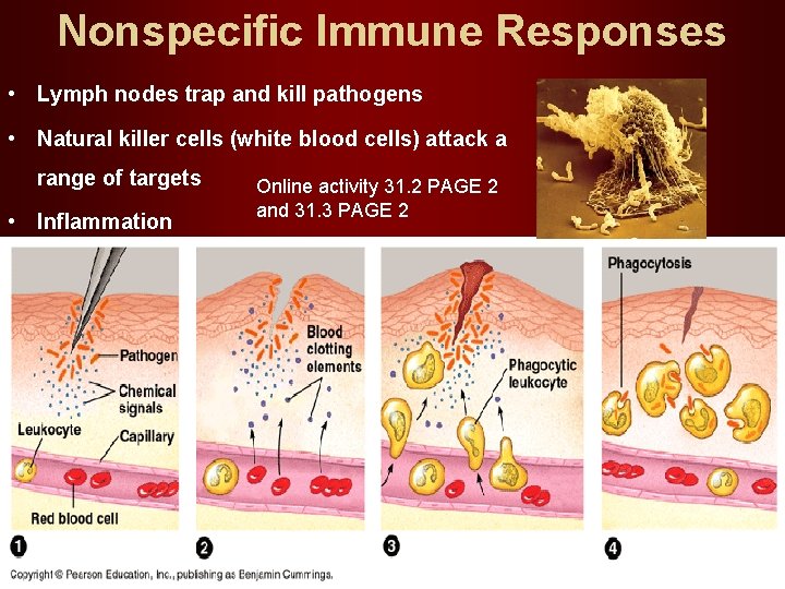 Nonspecific Immune Responses • Lymph nodes trap and kill pathogens • Natural killer cells