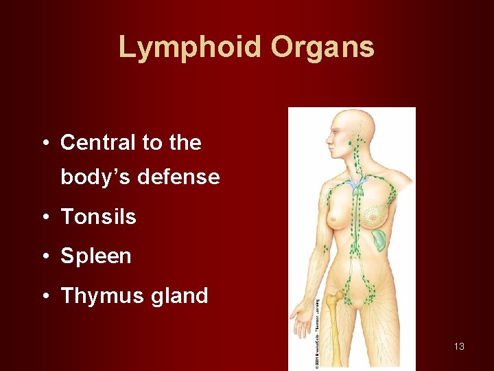Lymphoid Organs • Central to the body’s defense • Tonsils • Spleen • Thymus