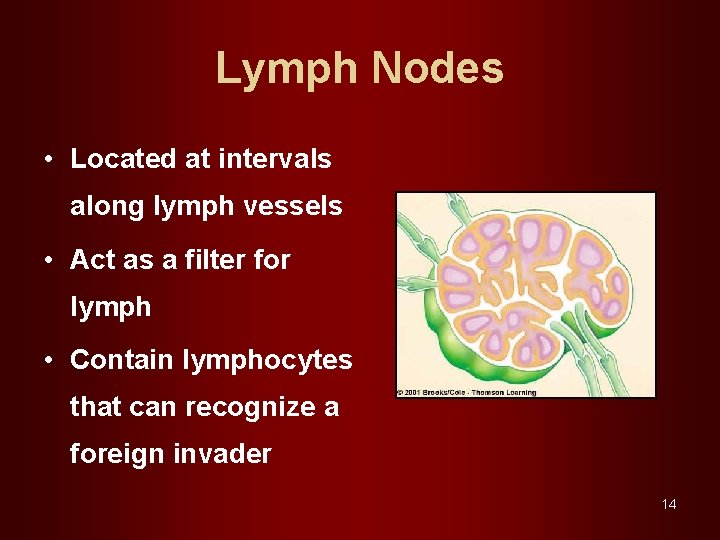 Lymph Nodes • Located at intervals along lymph vessels • Act as a filter