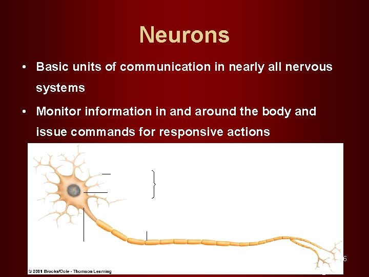 Neurons • Basic units of communication in nearly all nervous systems • Monitor information