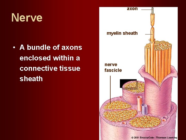 axon Nerve myelin sheath • A bundle of axons enclosed within a connective tissue