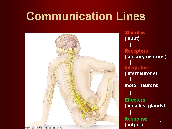 Communication Lines Stimulus (input) Receptors (sensory neurons) Integrators (interneurons) motor neurons Effectors (muscles, glands)