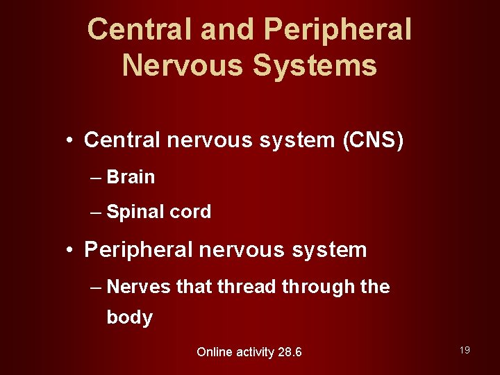 Central and Peripheral Nervous Systems • Central nervous system (CNS) – Brain – Spinal