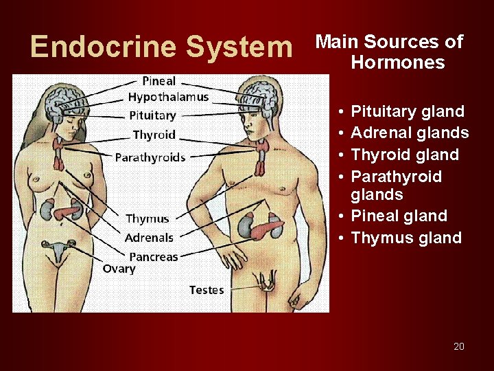Endocrine System Main Sources of Hormones • • Pituitary gland Adrenal glands Thyroid gland
