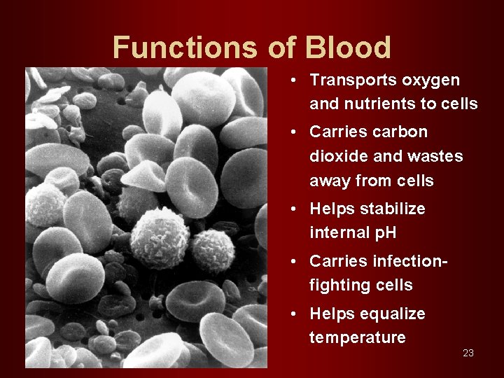 Functions of Blood • Transports oxygen and nutrients to cells • Carries carbon dioxide