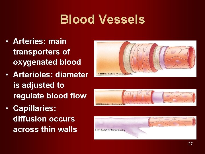 Blood Vessels • Arteries: main transporters of oxygenated blood • Arterioles: diameter is adjusted