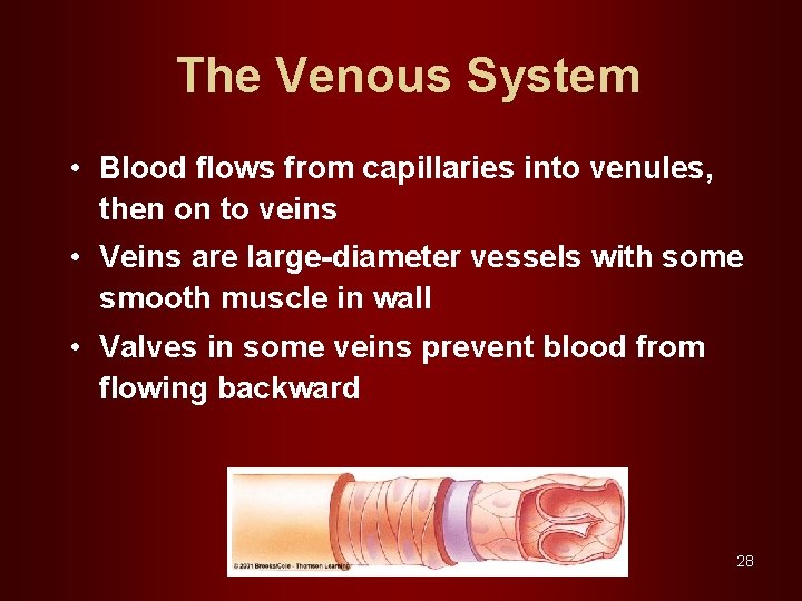 The Venous System • Blood flows from capillaries into venules, then on to veins