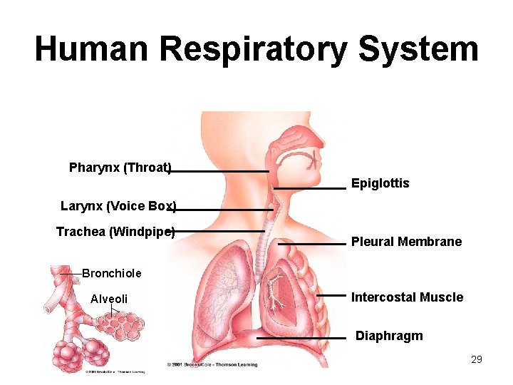 Human Respiratory System Pharynx (Throat) Epiglottis Larynx (Voice Box) Trachea (Windpipe) Pleural Membrane Bronchiole