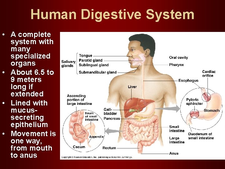 Human Digestive System • A complete system with many specialized organs • About 6.