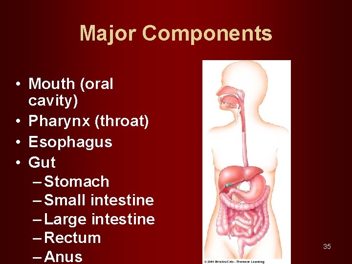 Major Components • Mouth (oral cavity) • Pharynx (throat) • Esophagus • Gut –