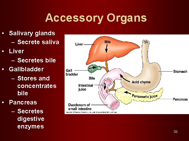 Accessory Organs • Salivary glands – Secrete saliva • Liver – Secretes bile •