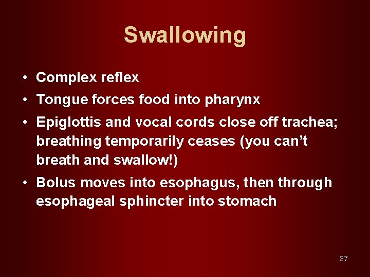 Swallowing • Complex reflex • Tongue forces food into pharynx • Epiglottis and vocal