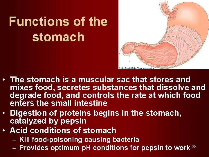Functions of the stomach • The stomach is a muscular sac that stores and