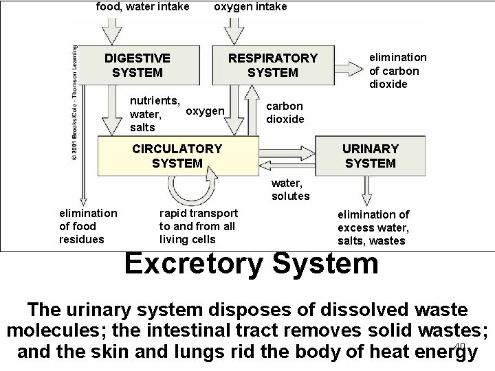 food, water intake oxygen intake DIGESTIVE SYSTEM RESPIRATORY SYSTEM nutrients, oxygen water, salts elimination