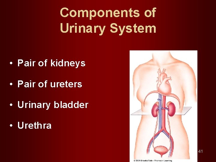 Components of Urinary System • Pair of kidneys • Pair of ureters • Urinary