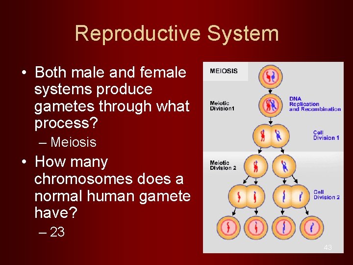 Reproductive System • Both male and female systems produce gametes through what process? –