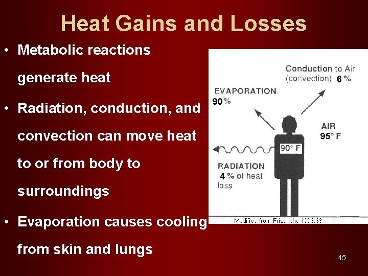 Heat Gains and Losses • Metabolic reactions generate heat • Radiation, conduction, and convection
