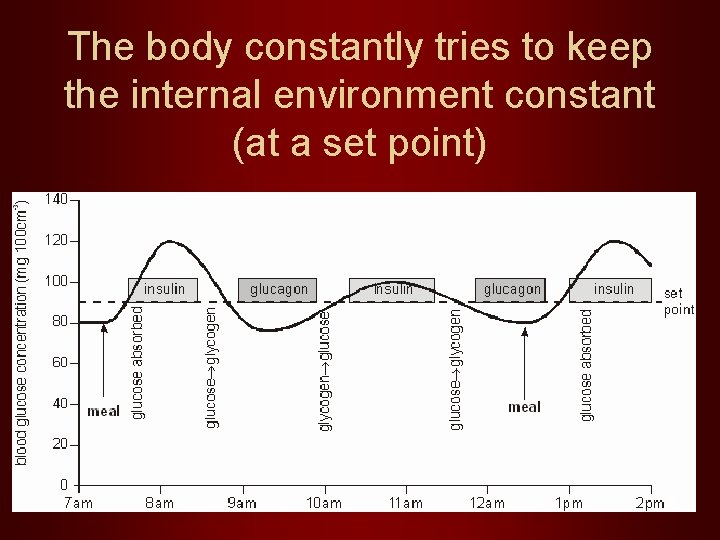 The body constantly tries to keep the internal environment constant (at a set point)