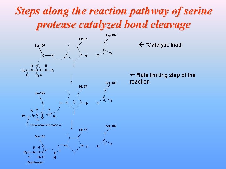 Steps along the reaction pathway of serine protease catalyzed bond cleavage “Catalytic triad” Rate