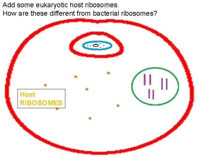Add some eukaryotic host ribosomes. How are these different from bacterial ribosomes? Host RIBOSOMES