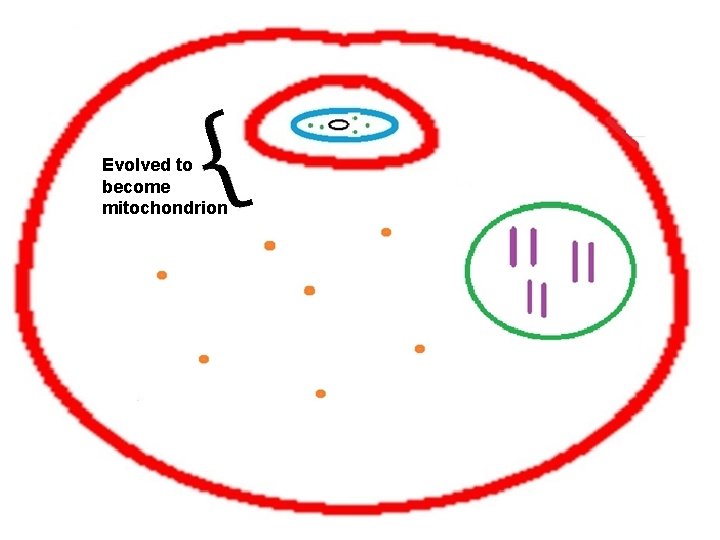 Evolved to become mitochondrion 