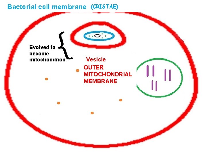Bacterial cell membrane Evolved to become mitochondrion (CRISTAE) Vesicle OUTER MITOCHONDRIAL MEMBRANE 
