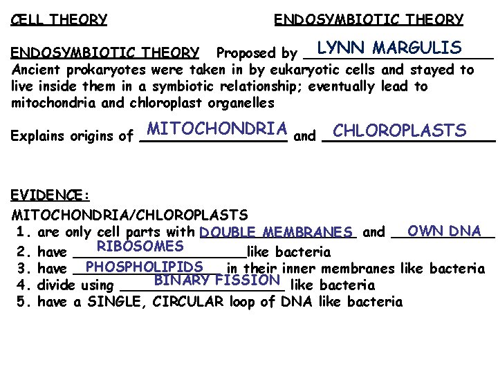 CELL THEORY ENDOSYMBIOTIC THEORY LYNN MARGULIS ENDOSYMBIOTIC THEORY Proposed by ___________ Ancient prokaryotes were