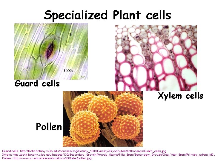 Specialized Plant cells Guard cells Xylem cells Pollen Guard cells: http: //botit. botany. wisc.