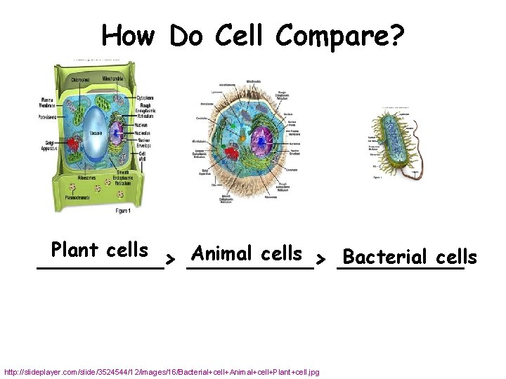 How Do Cell Compare? Plant cells Animal cells Bacterial cells _________> _____ http: //slideplayer.