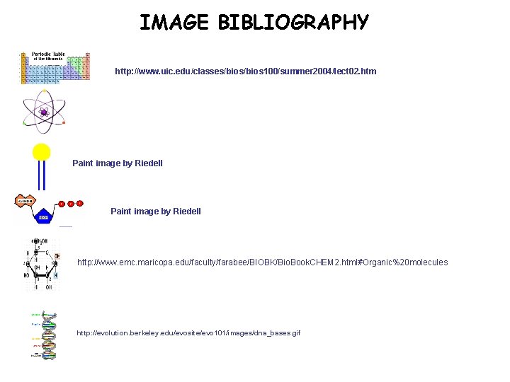 IMAGE BIBLIOGRAPHY http: //www. uic. edu/classes/bios 100/summer 2004/lect 02. htm Paint image by Riedell