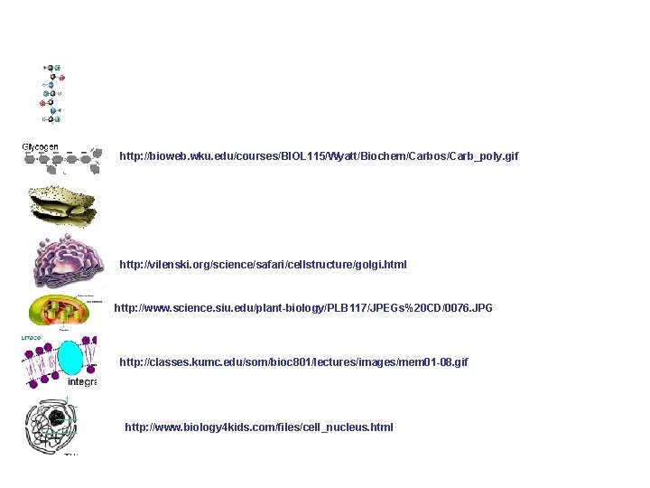 http: //bioweb. wku. edu/courses/BIOL 115/Wyatt/Biochem/Carbos/Carb_poly. gif http: //vilenski. org/science/safari/cellstructure/golgi. html http: //www. science. siu.