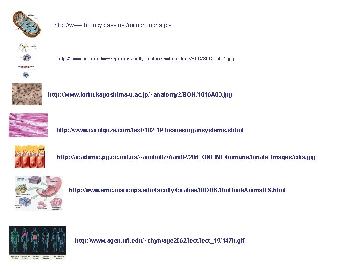 http: //www. biologyclass. net/mitochondria. jpe http: //www. ncu. edu. tw/~ls/graph/faculty_pictures/whole_time/SLC_lab-1. jpg http: //www. kufm.